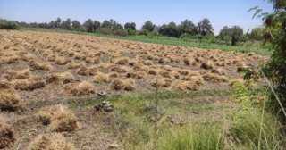 جهود الدولة لتشجيع المزارعين على زراعة القمح